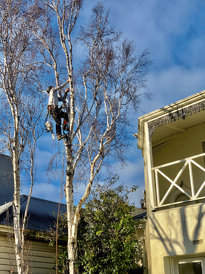 About Us Trimline Tree & Rubbish Removal